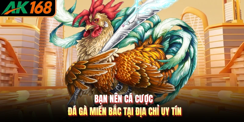 Bạn nên cá cược đá gà miền Bắc tại địa chỉ uy tín