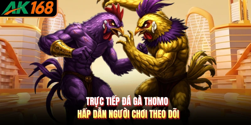 Trực tiếp đá gà Thomo hấp dẫn người chơi theo dõi