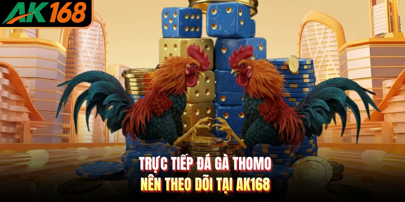 Trực tiếp đá gà Thomo nên theo dõi tại AK168